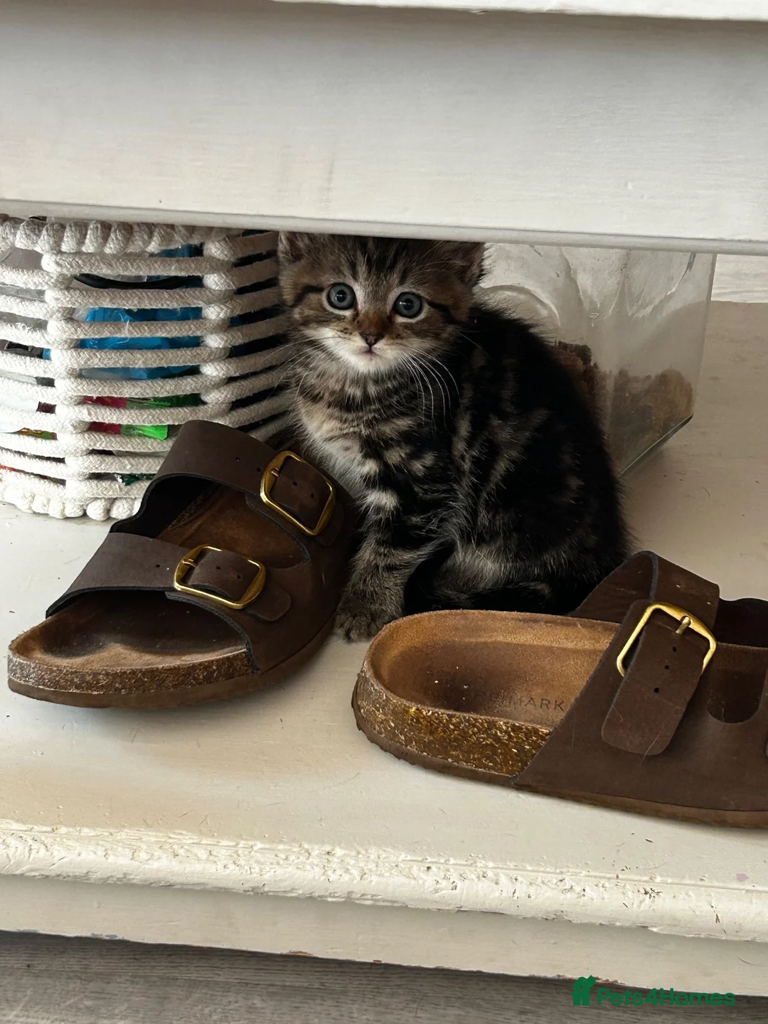 Mixed Breed cats for sale: 7 gorgeous kittens available  - Advert 2