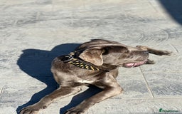 Cane Corso dogs for sale: Cane Corso for sale  - Advert 6