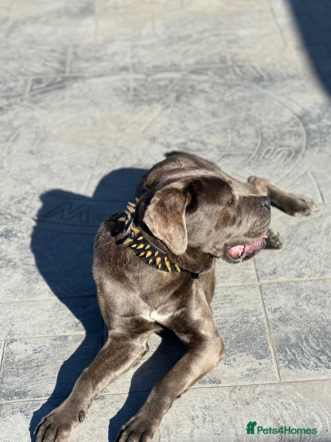 Cane Corso dogs for sale: Cane Corso for sale  - Advert 6