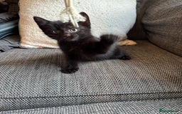Mixed Breed cats for sale: Kittens ready for new home now  - Image 18