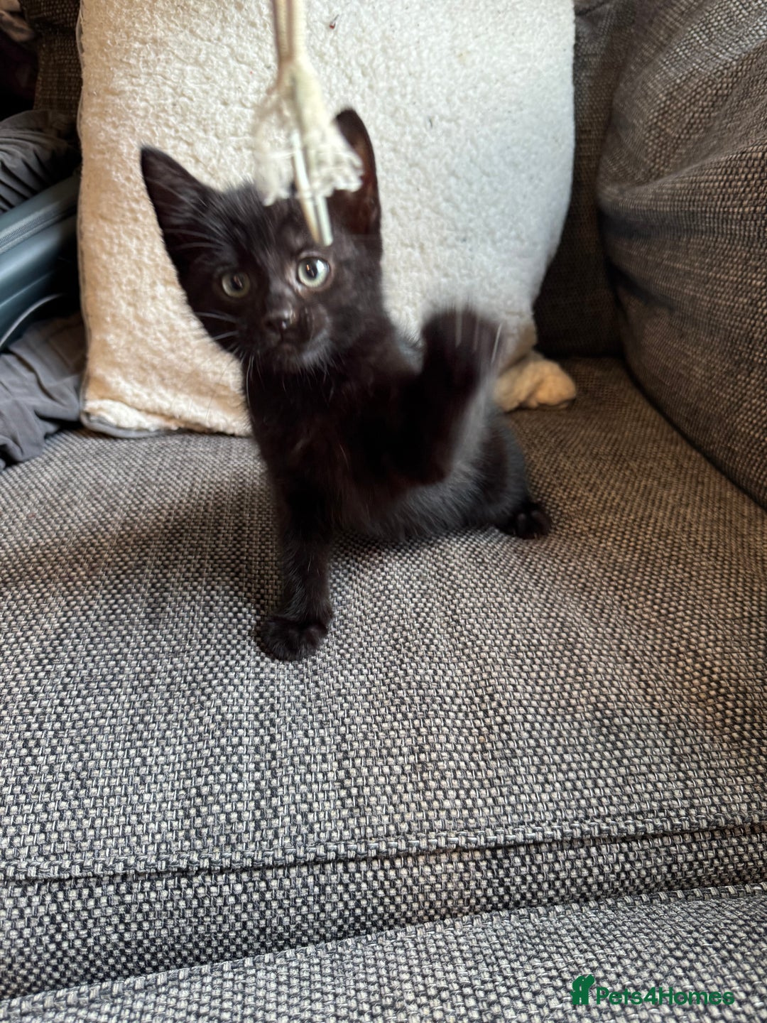 Mixed Breed cats for sale: Kittens ready for new home now  - Image 18