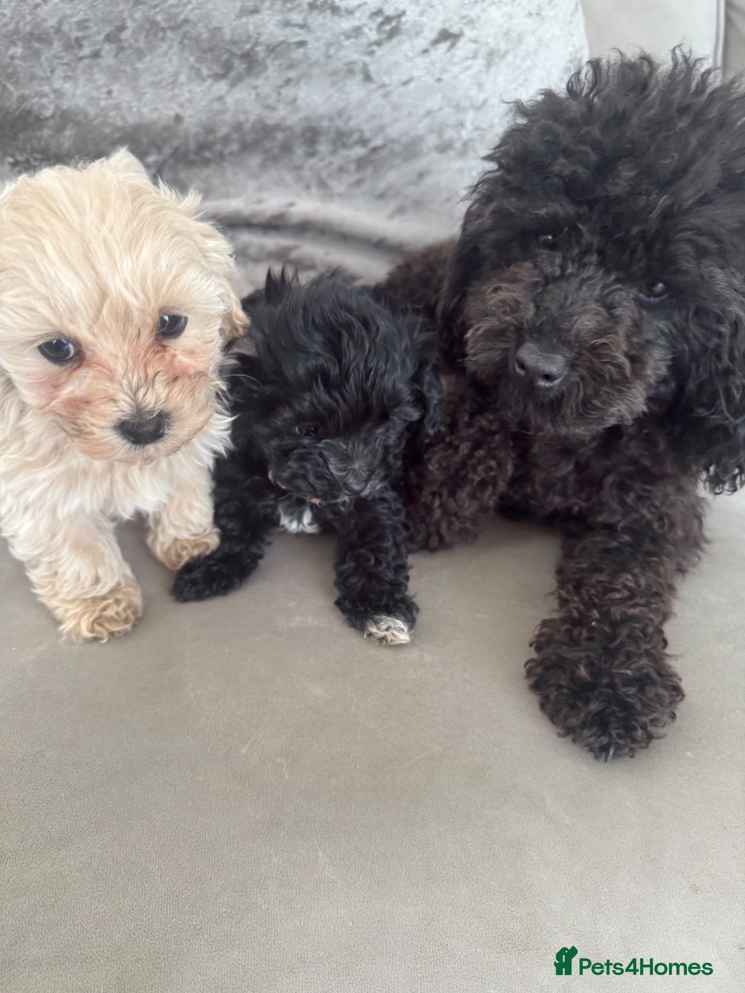 Maltipoo dogs Beautiful small Maltipoos (Asian poodle) f1 💙💙 - Advert 1
