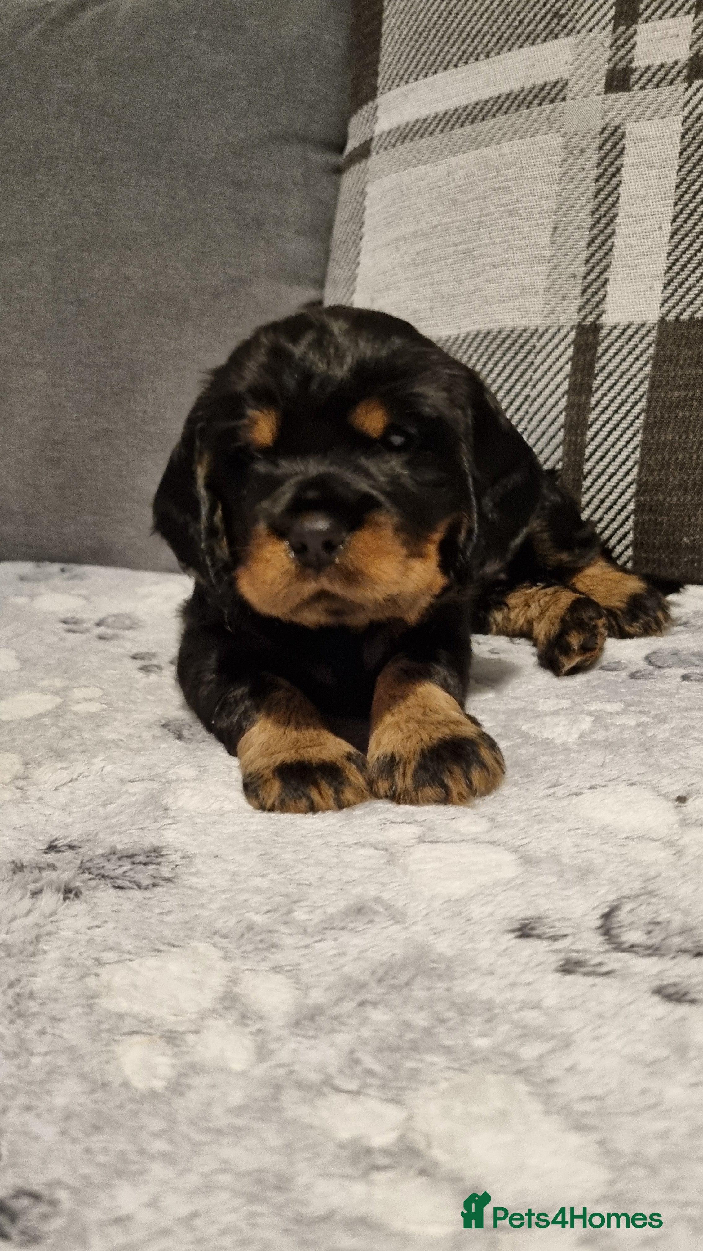 Cocker Spaniel Puppy 4 - Black & Tan Girl