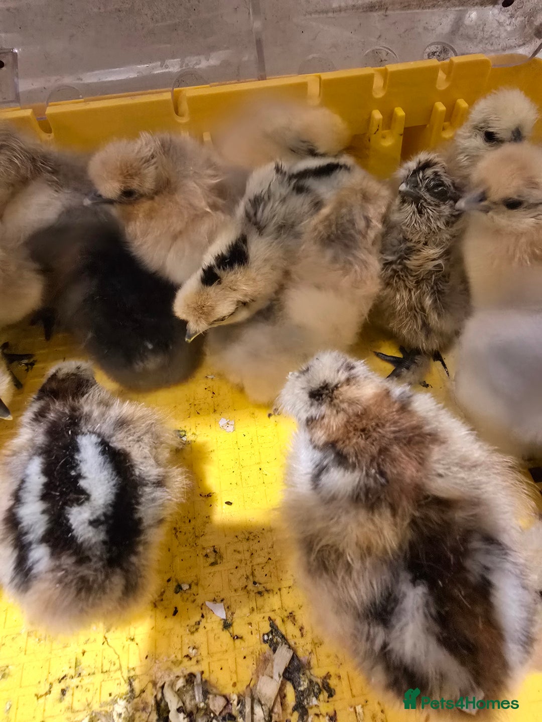 Chickens poultry for sale: Silkie chicks  - Advert 3