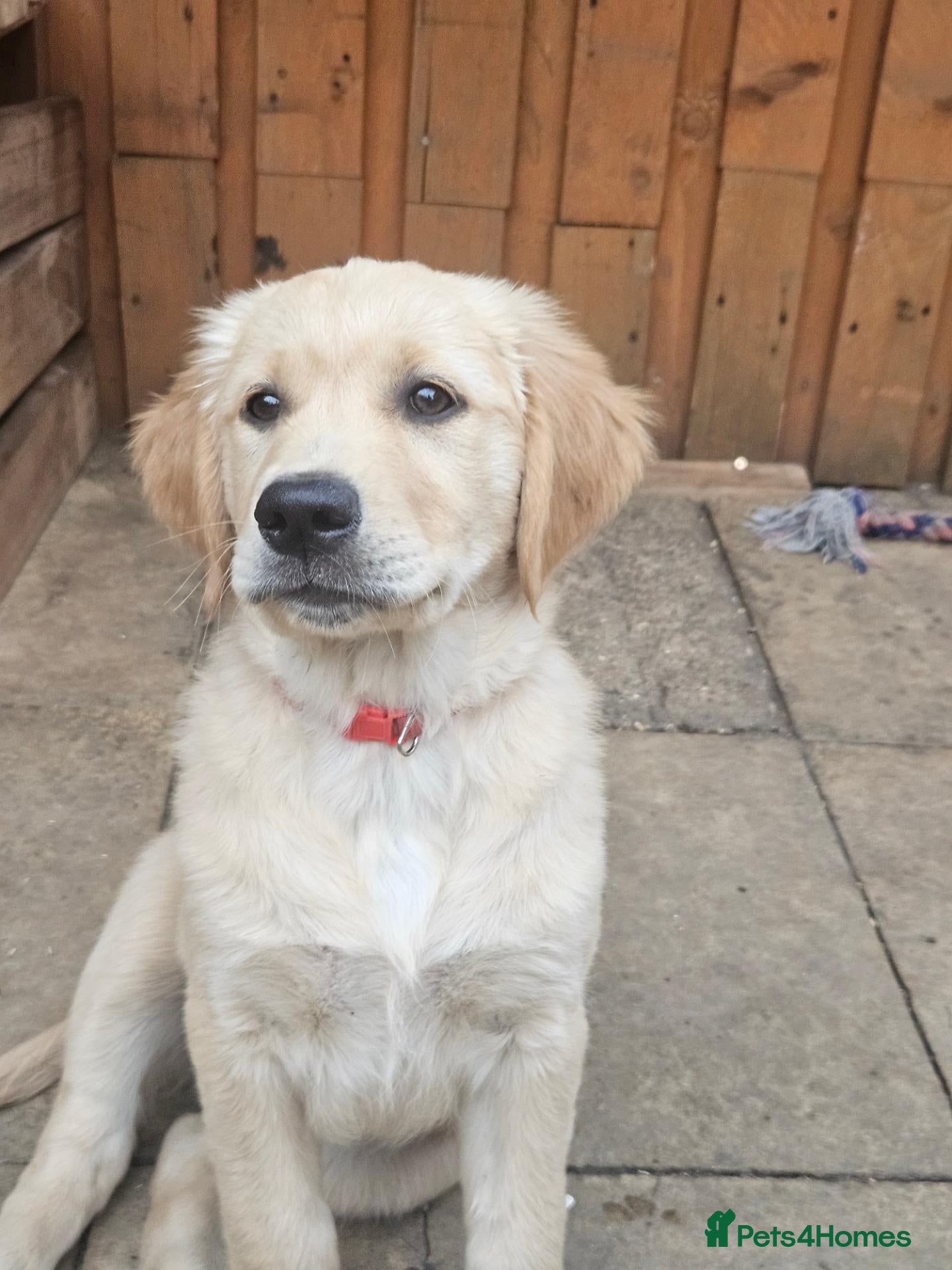 Golden Retriever dogs 5 PUPPIES LEFT Litter of Golden Retriever puppies - Advert 1