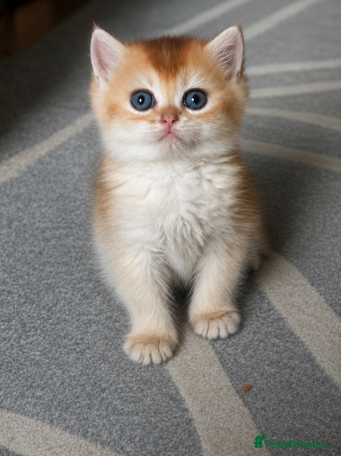British Shorthair cats Gorgeous GCCF registered British shorthair Gold. - Advert 1
