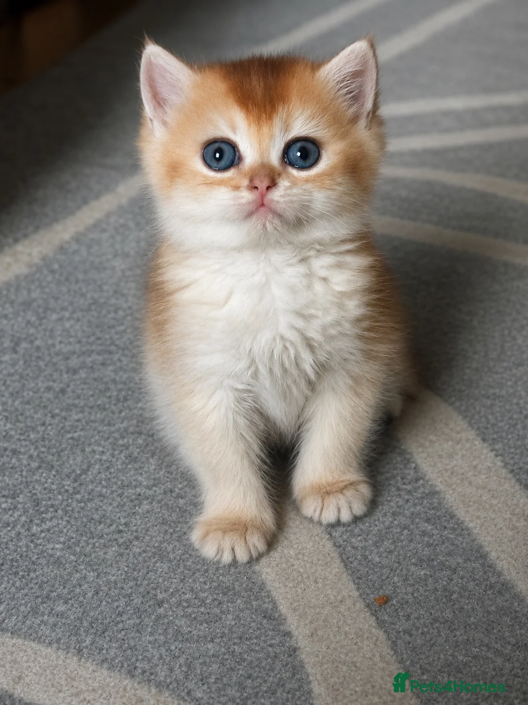British Shorthair cats for sale: Gorgeous GCCF registered British shorthair Gold. - Advert 2