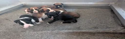Boxer dogs for sale: Flashy litter of KC registered boxer puppies  - Advert 19