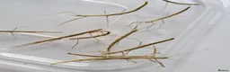 Stick Insects invertebrates for sale: Indian Stick Insects - 3-4cm Long in Southport - Advert 3