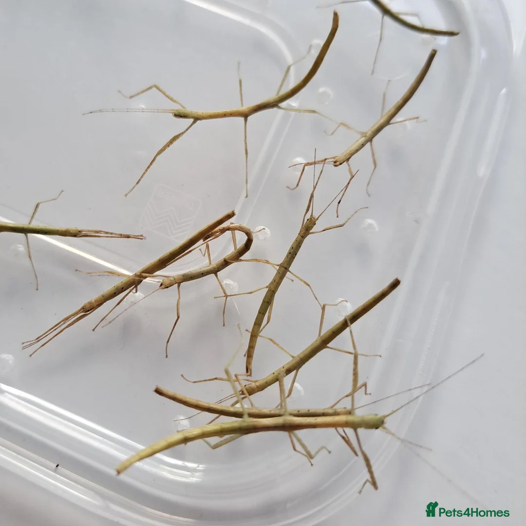 Stick Insects invertebrates for sale: Indian Stick Insects - 3-4cm Long in Southport - Advert 3