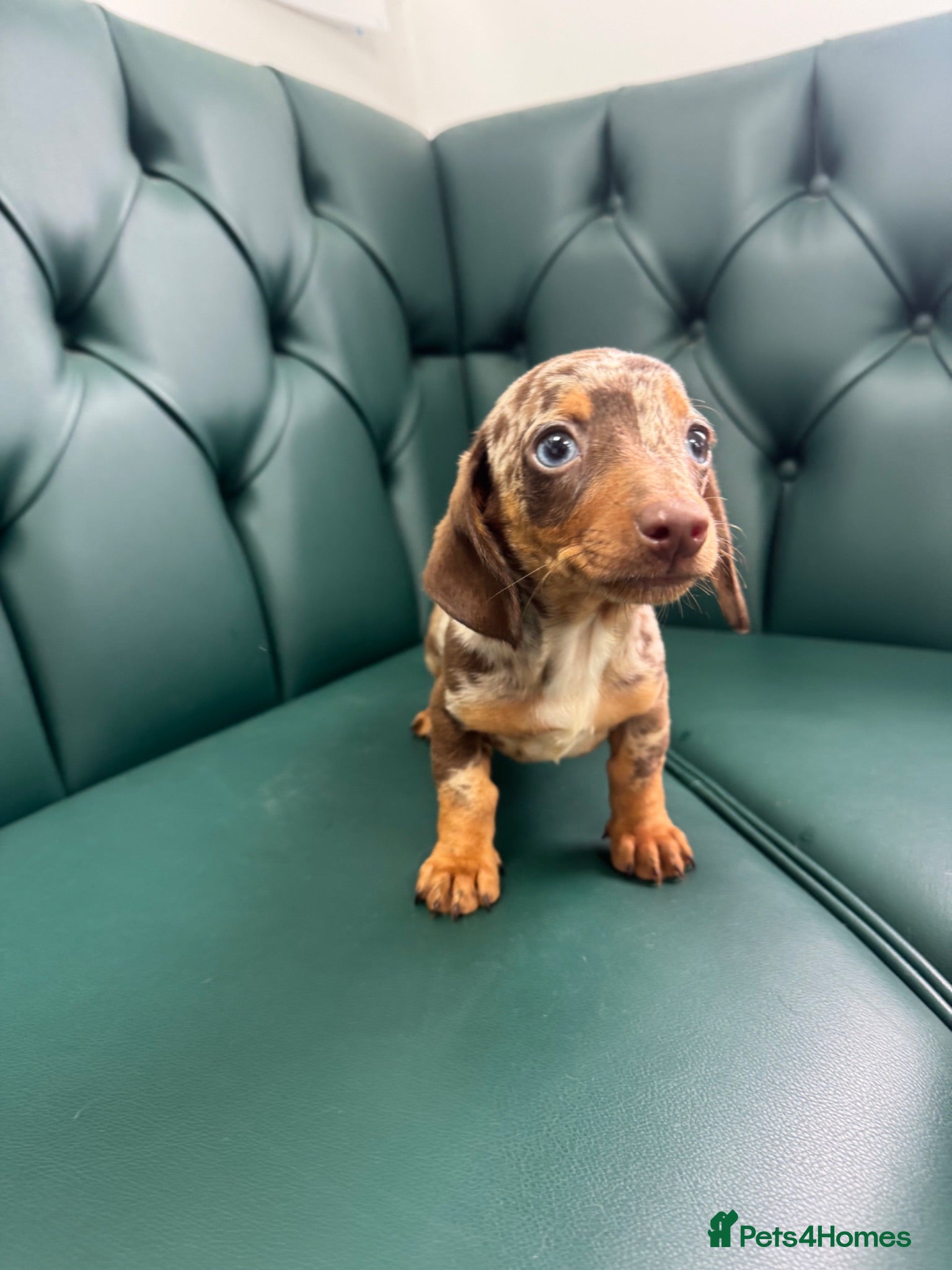 Miniature Dachshund dogs 5⭐️Licensed. PRA clear mini Daxi  - Advert 1