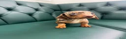 Miniature Dachshund dogs for sale: 5⭐️Licensed. PRA clear mini Daxi  - Advert 1