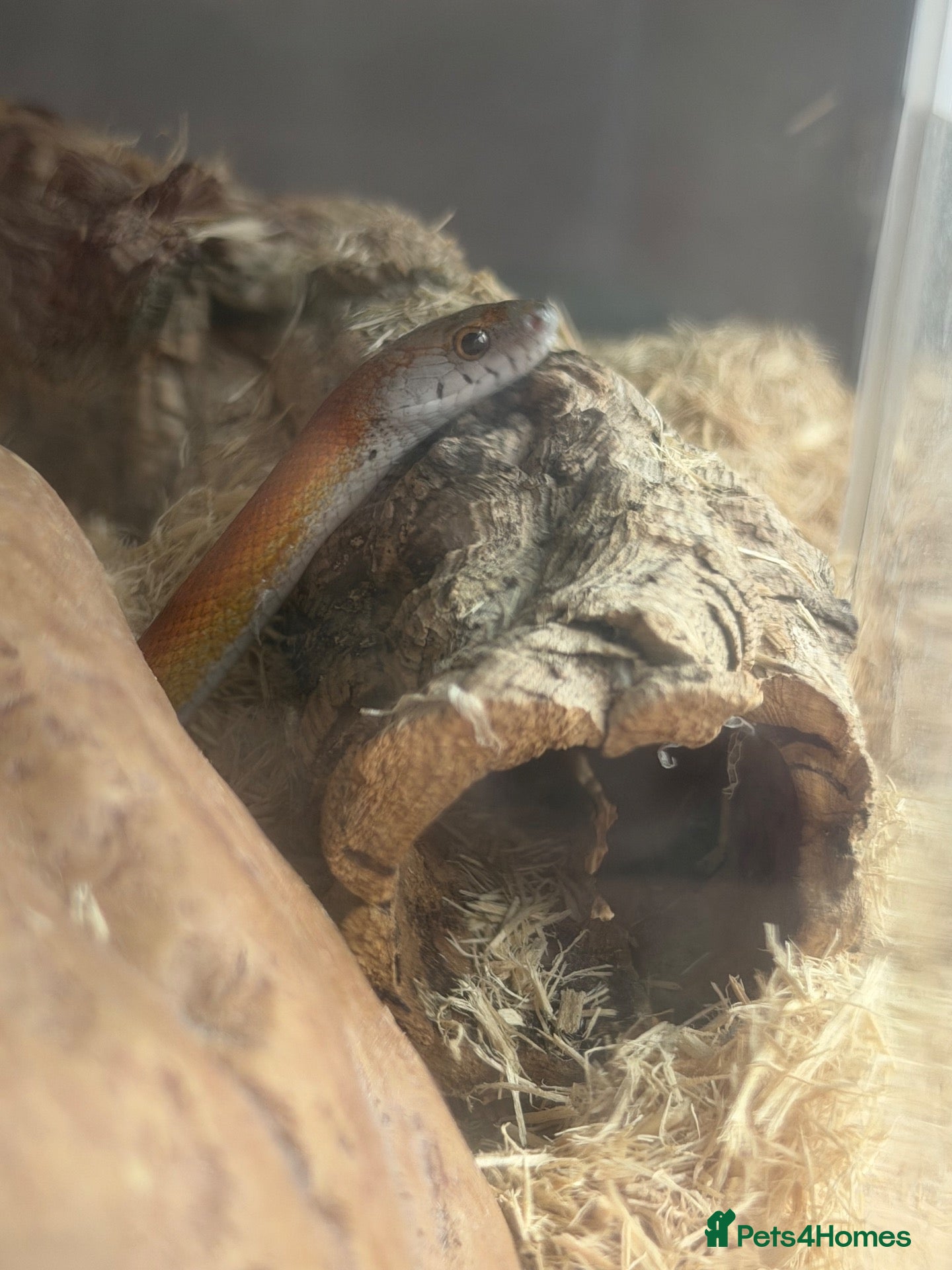 Corn Snake reptiles Sun-kissed Motley Cornsnake - Advert 5