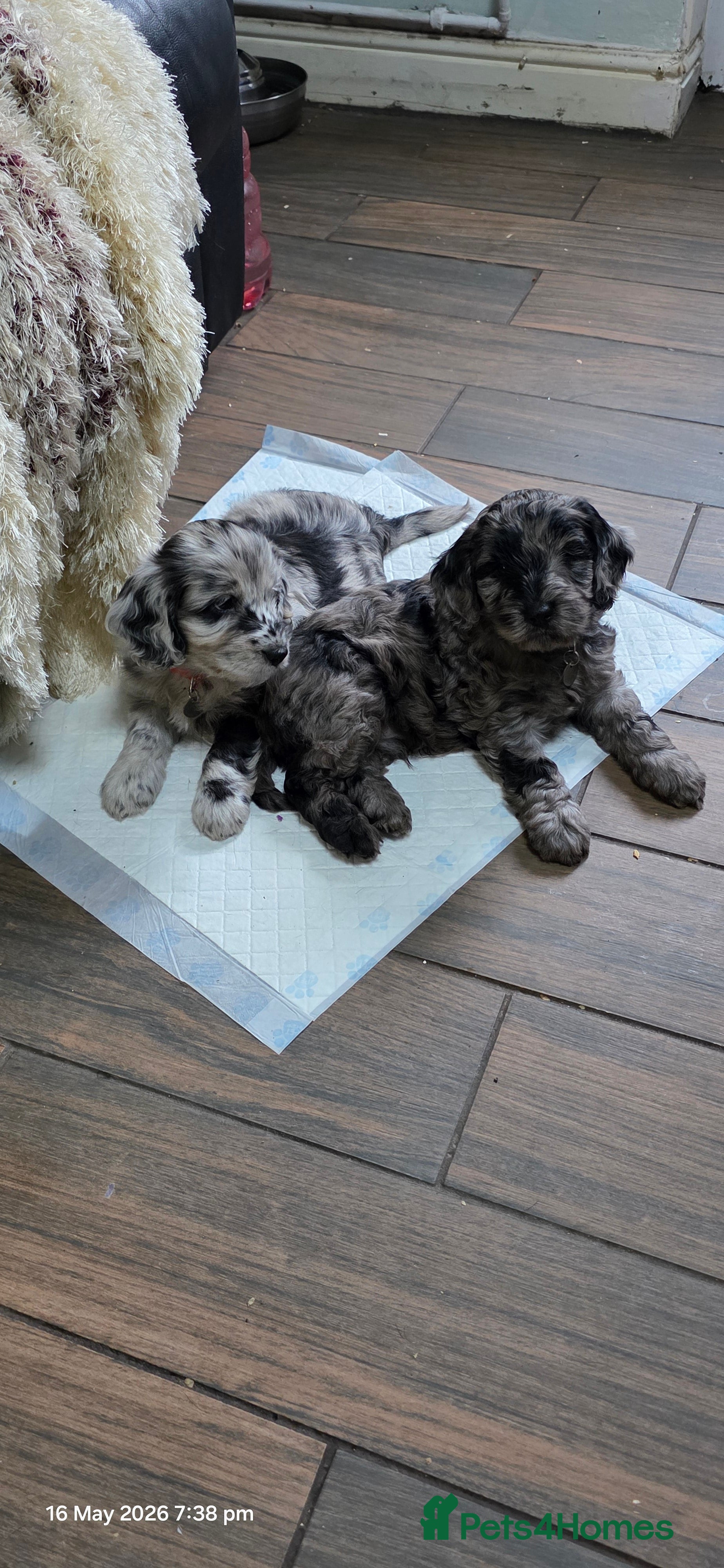 Cockapoo dogs for sale: Vet Health checked Cockapoo Puppies - Advert 2