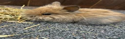 Mixed Breed rabbits for sale: Baby bunnies  - Advert 10