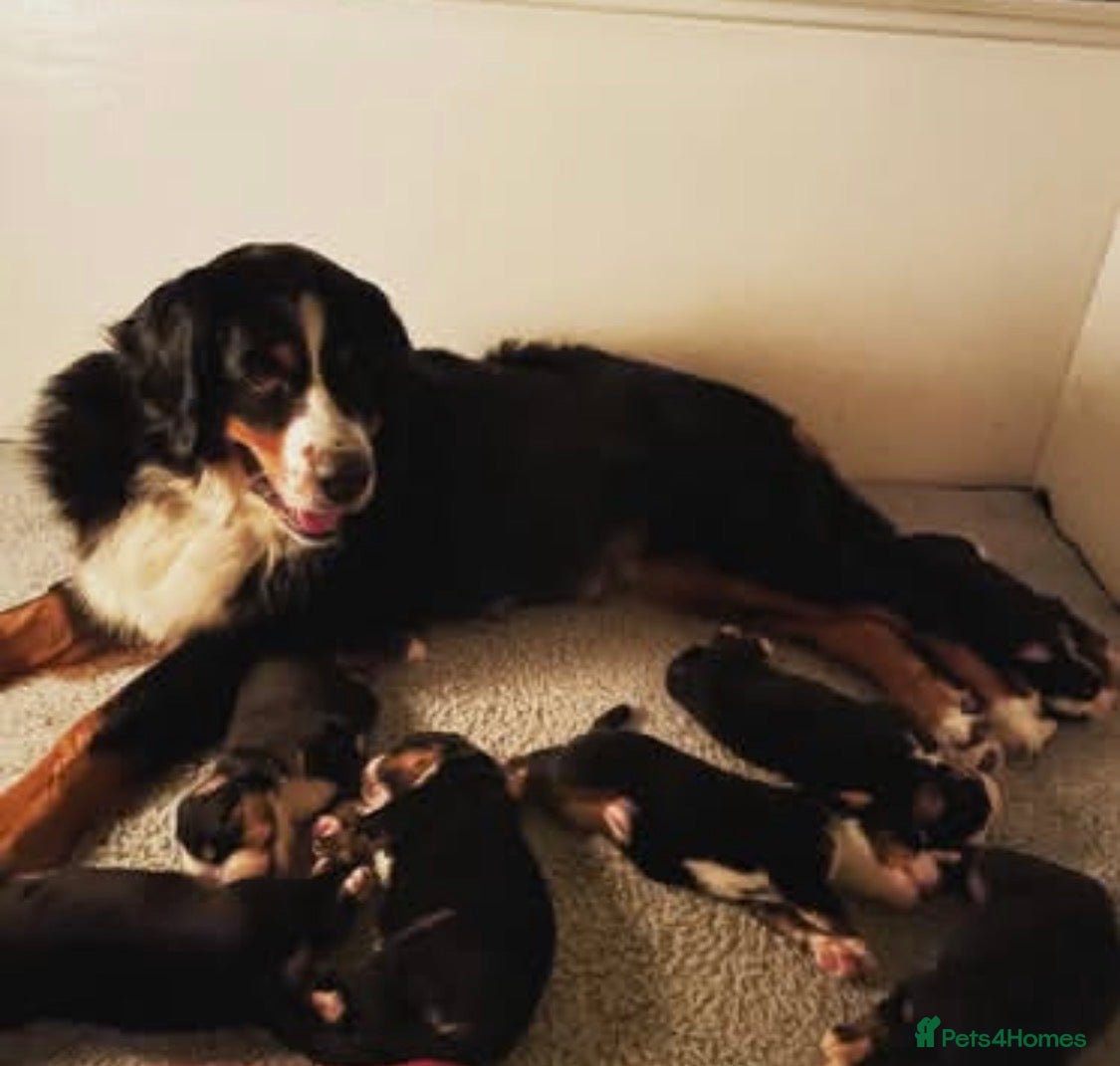 Bernese Mountain Dog dogs Bernese mountain dog pupps - Advert 17