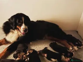 Bernese Mountain Dog dogs Bernese mountain dog pupps - Advert 17