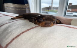 Miniature Dachshund dogs for sale: Beautiful Dachshund puppy’s  - Image 12
