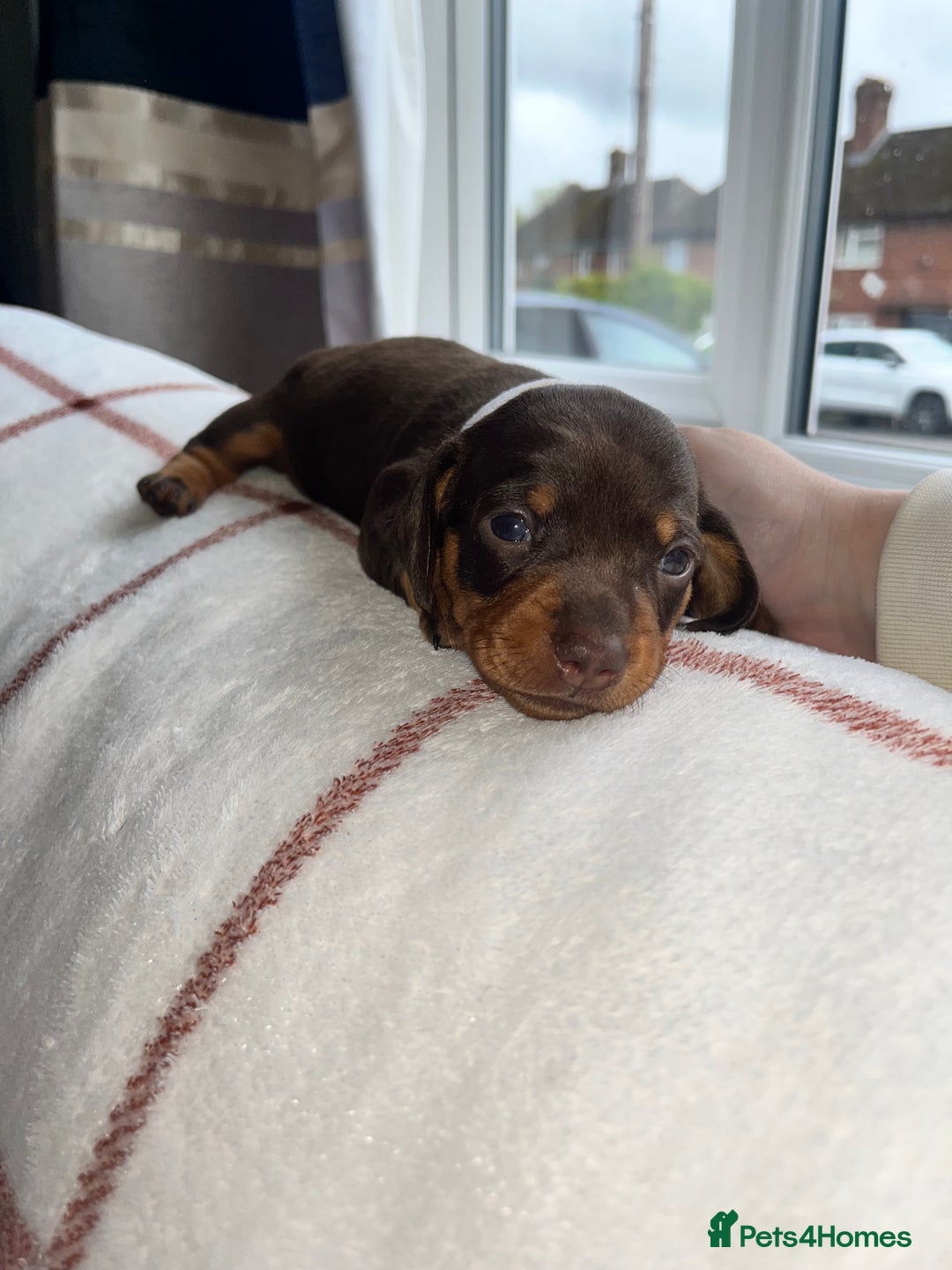 Miniature Dachshund dogs for sale: Beautiful Dachshund puppy’s  - Image 12