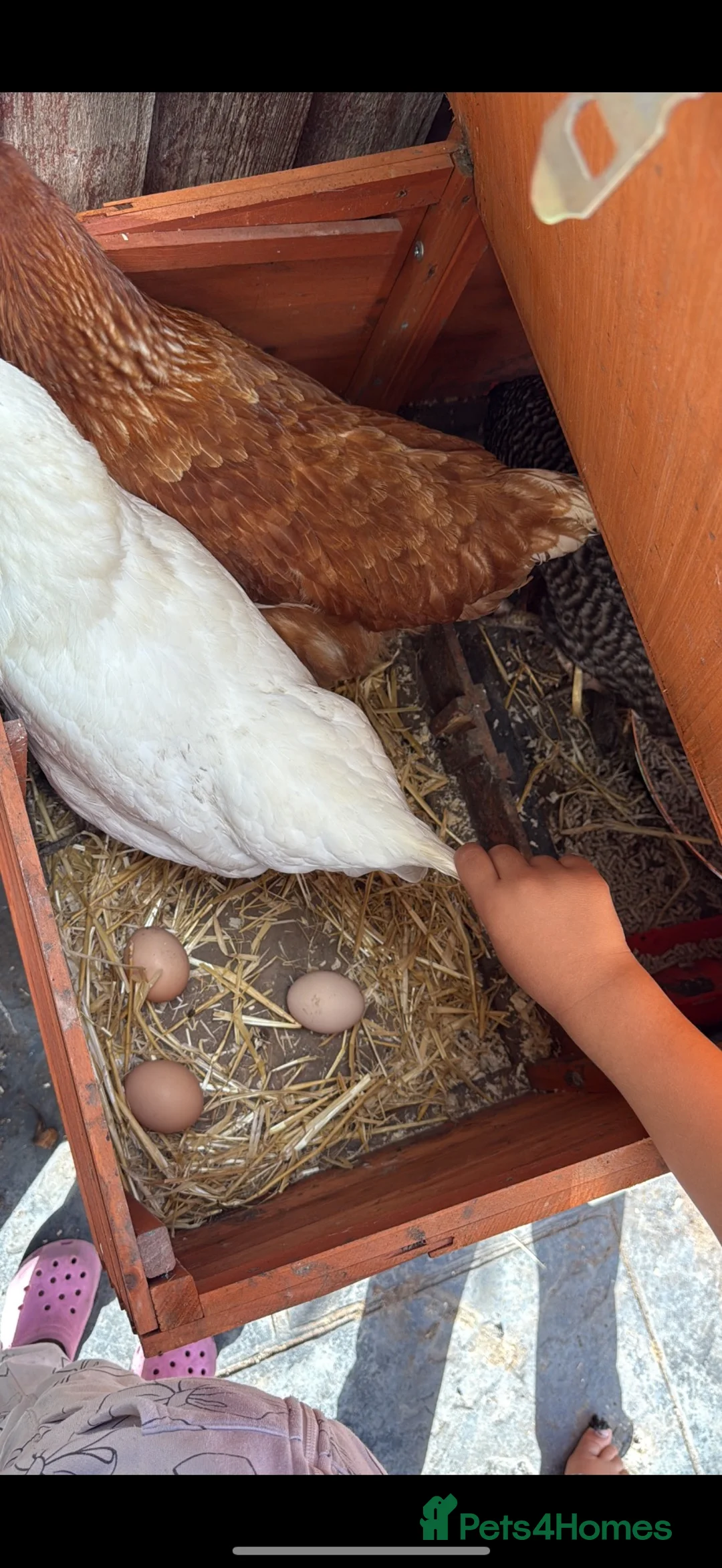 Chickens poultry for sale: Laying hens for sale  - Advert 2