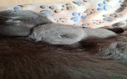 British Shorthair cats for sale: British Shorthair Blue  - Advert 5