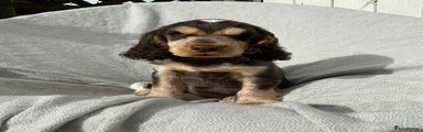 Cocker Spaniel Puppy 1