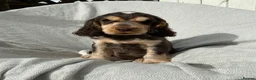 Cocker Spaniel dogs for sale: Beautiful HHT clear little show cocker girl - Advert 8