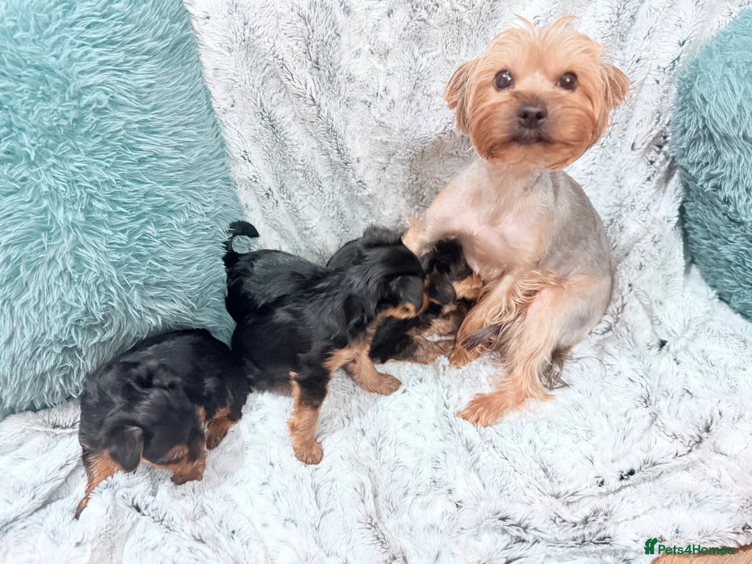 Yorkshire Terrier dogs for sale: Super cute miniature Yorkshire boys  - Advert 1