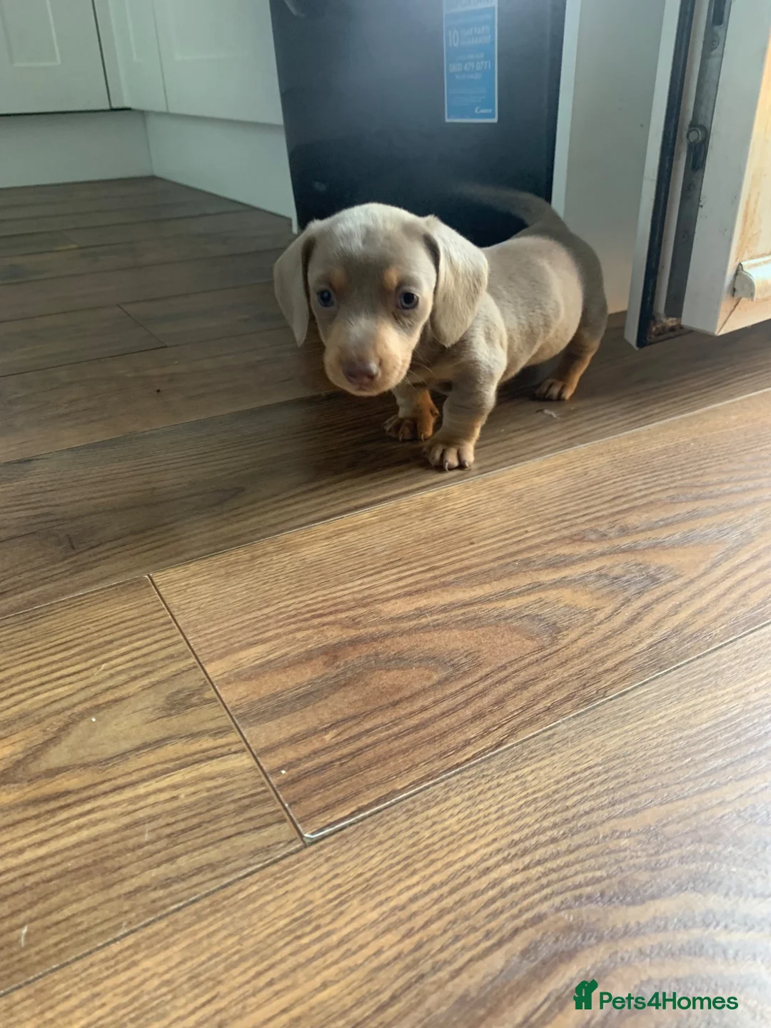 Miniature Dachshund dogs for sale: 🌟 Beautiful Miniature Dachshund Puppies 🌟 - Advert 1