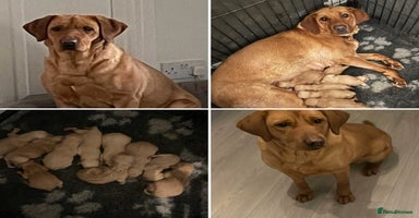 Labrador Retriever dogs - Advert 6
