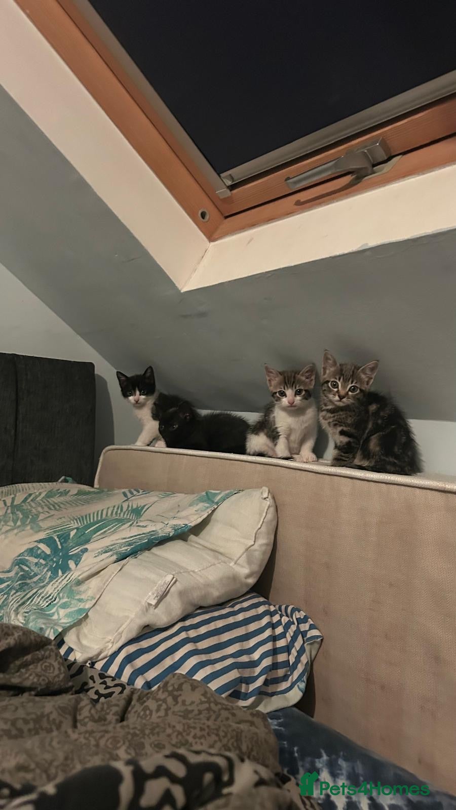 Mixed Breed cats Kitten looking for a forever home  - Advert 20