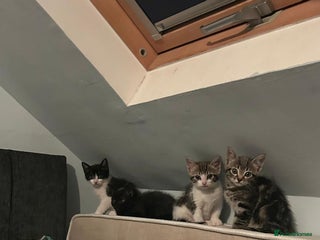 Mixed Breed cats - Advert 11