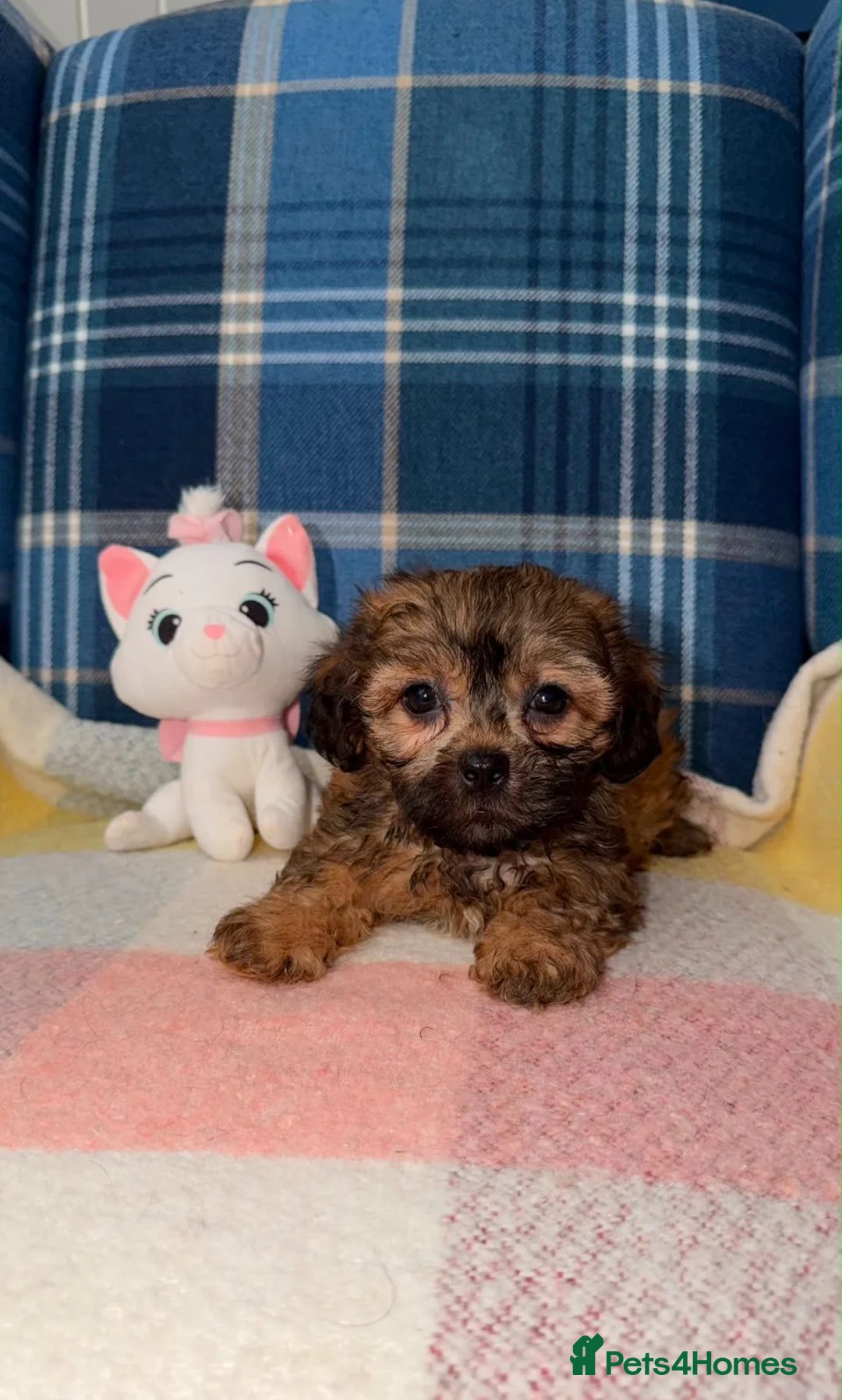 Shihpoo dogs for sale: Stunning Shihpoo Puppies Ready Now - Advert 2