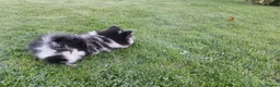 Pomeranian dogs for sale: Beautiful pomeranian girl for sale - Advert 6