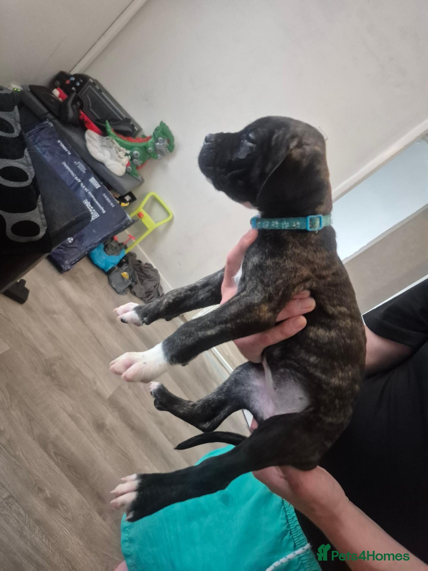 Mixed Breed dogs Presa Canario/ Mixed mastiff - Advert 2