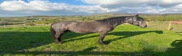 Connemara horses for sale: Class 1 to make 148cm Grey Connemara Gelding 2y - Advert 4
