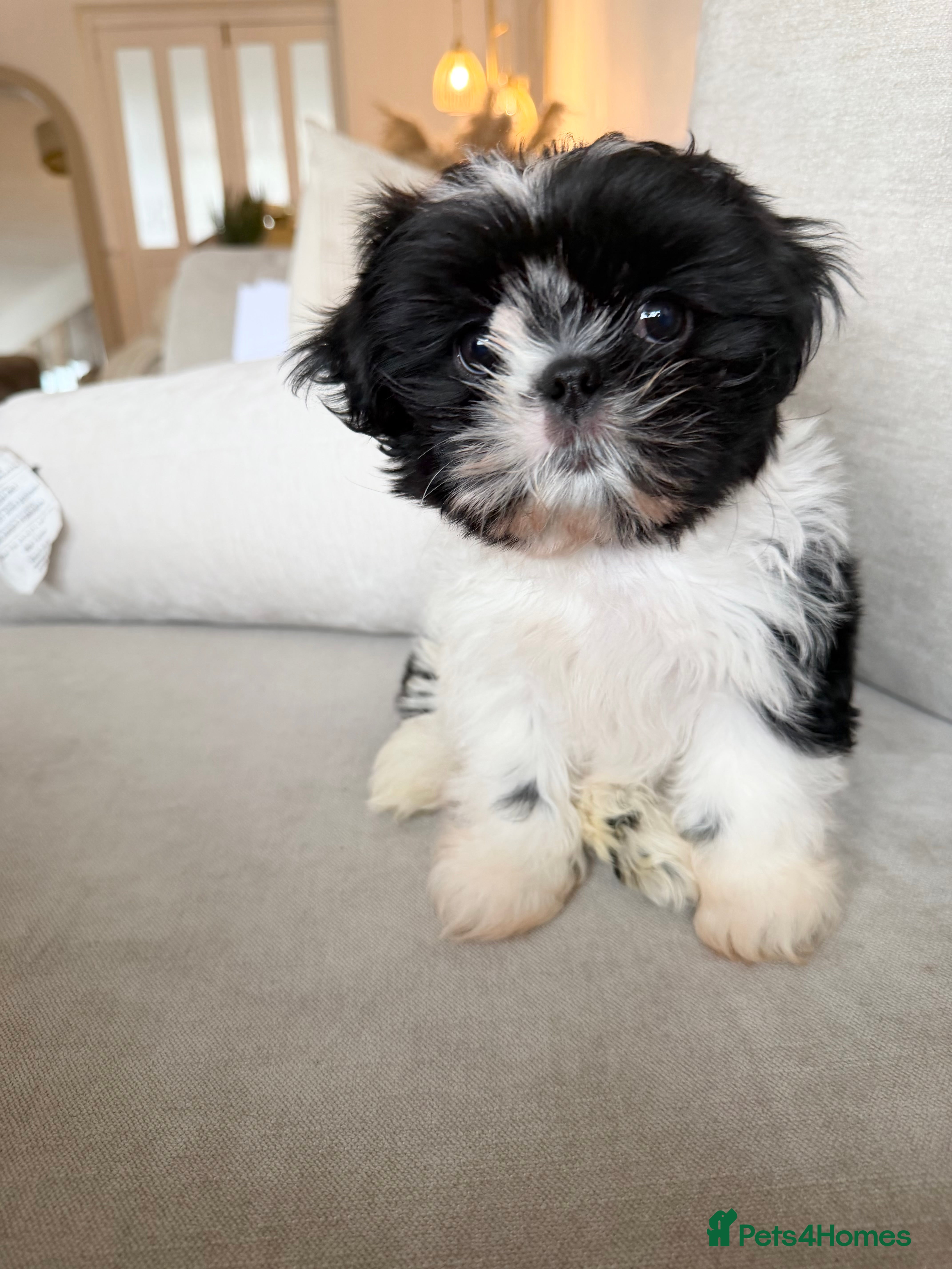 Shih Tzu dogs 12 week old Shih Tzu male - Advert 1