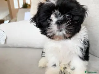Shih Tzu dogs 12 week old Shih Tzu male - Advert 1