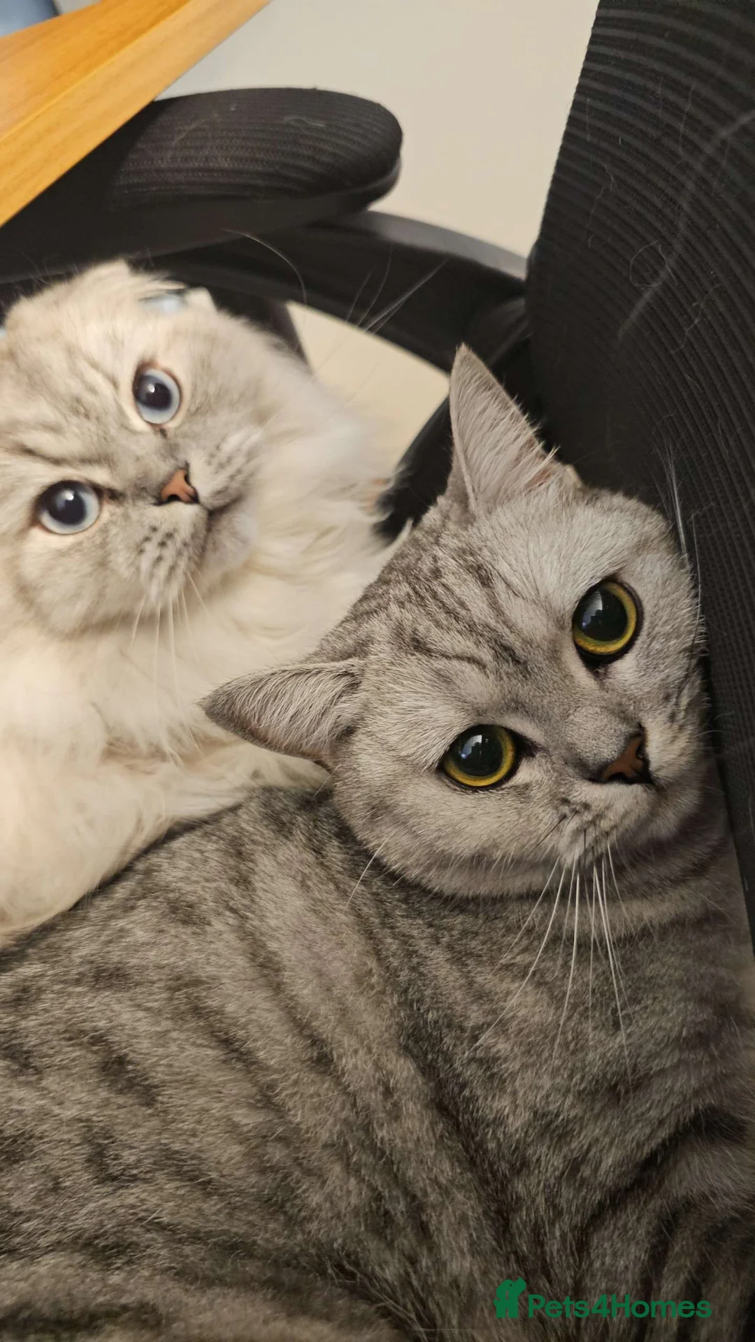Scottish Fold cats for sale: Scottish fold and British shorthair  in London - Advert 2