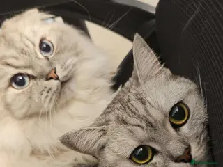 Scottish Fold cats Scottish fold and British shorthair - Advert 11