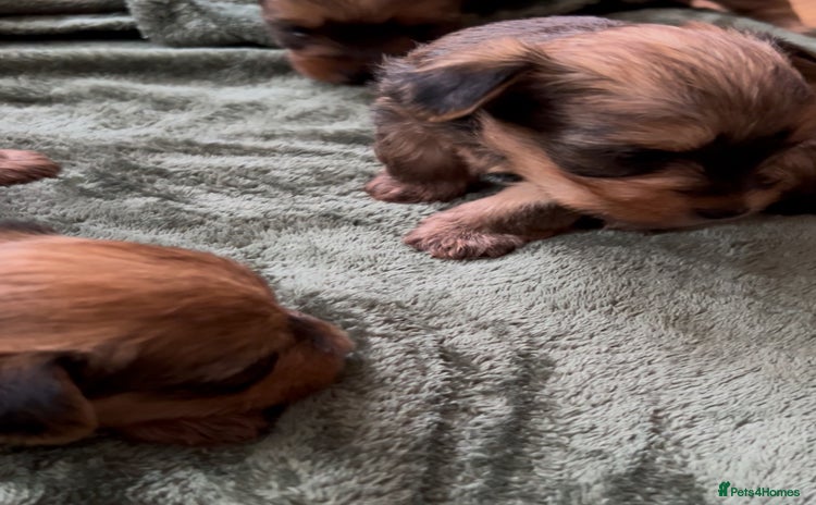Yorkshire Terrier dogs - Advert 6