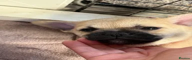 Mixed Breed 1