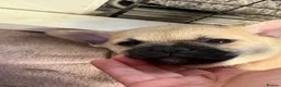 Mixed Breed dogs for sale: Frenchie x Pomeranian  - Advert 3