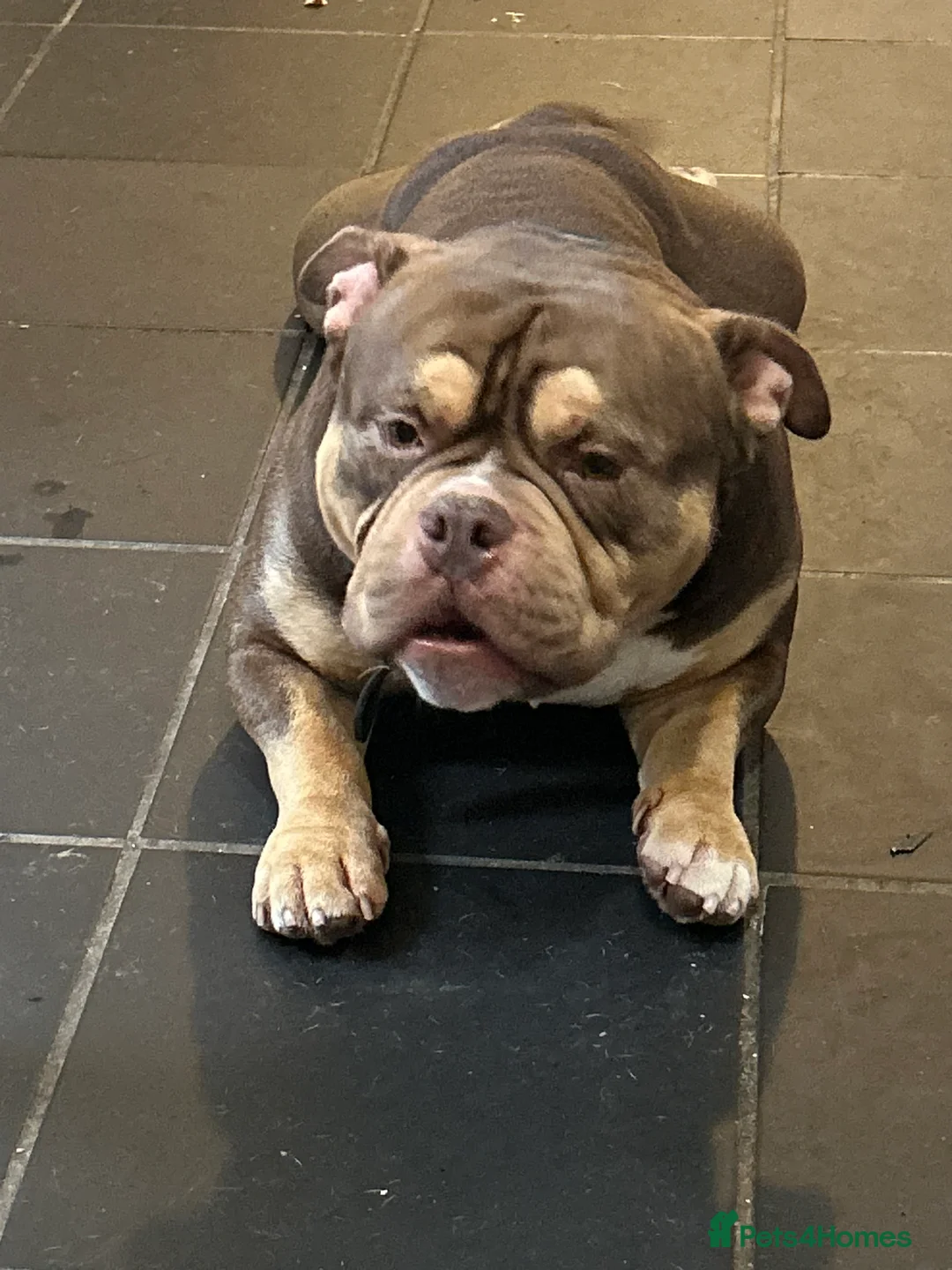 American Bully dogs for sale: American pocket/micro bully  - Advert 2