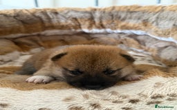 Japanese Shiba Inu dogs for sale: 🧡🦊 Beautiful K.C Shiba Inu Puppies Ready Soon - Image 23