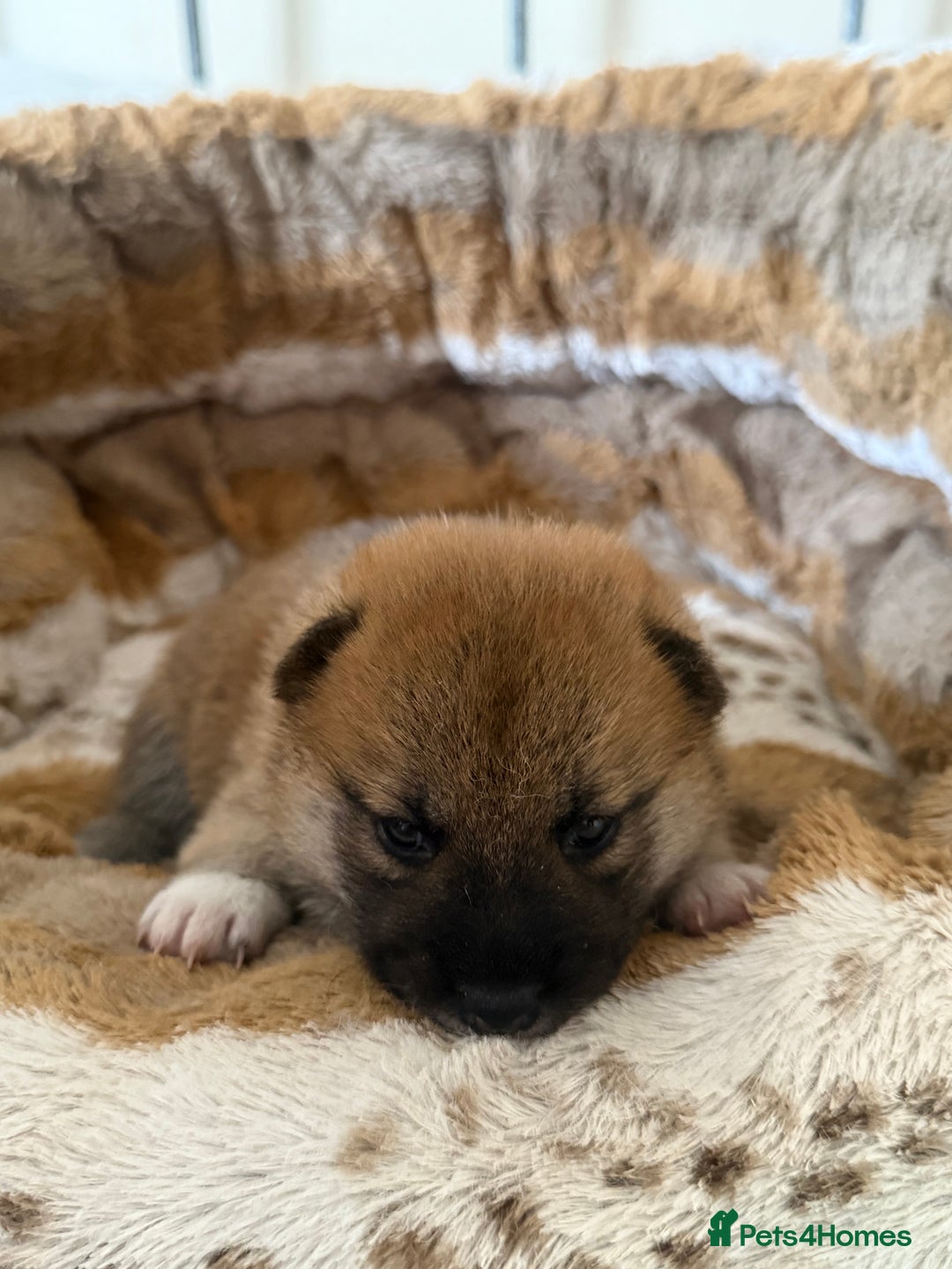 Japanese Shiba Inu dogs for sale: 🧡🦊 Beautiful K.C Shiba Inu Puppies Ready Soon - Image 23