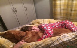Golden Retriever dogs for sale: **True Gold** Pure Golden Retriever Puppies - Image 21
