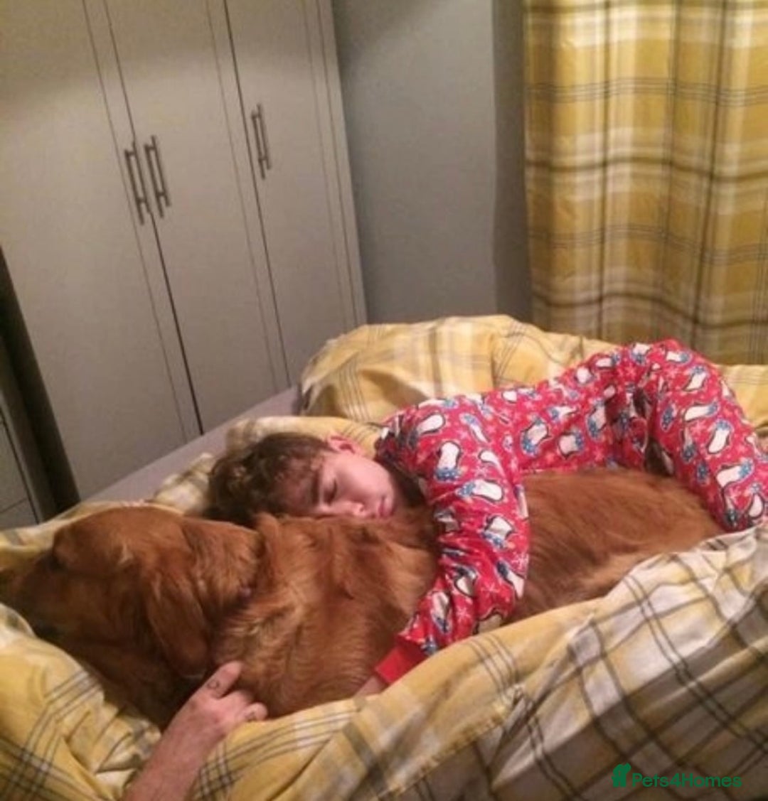 Golden Retriever dogs for sale: **True Gold** Pure Golden Retriever Puppies - Image 21