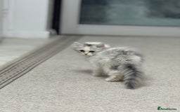 Persian cats for sale: Lovely Persian cats  - Image 39