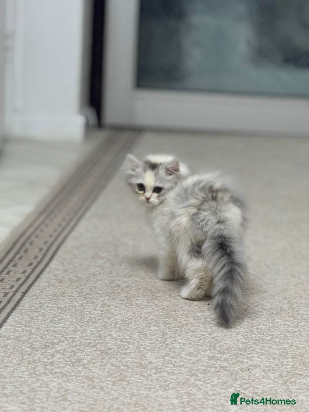 Persian cats for sale: Lovely Persian cats  - Image 39